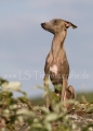 48 Windhund-Trio